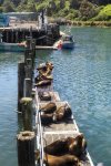 Cowabunga - Lazy afternoon in the historic Noyo harbor